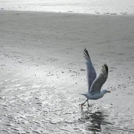 On Zeedijk With Stunning Sea View, Cleaning Included 아파트 코크시데
